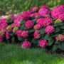 Hydrangea Macrophylla – Summer Crush® – #3 Container